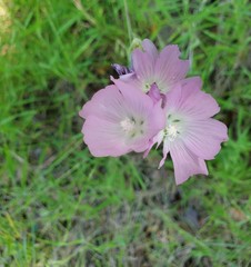 Sidalcea robusta