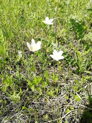 Anemonoides sylvestris