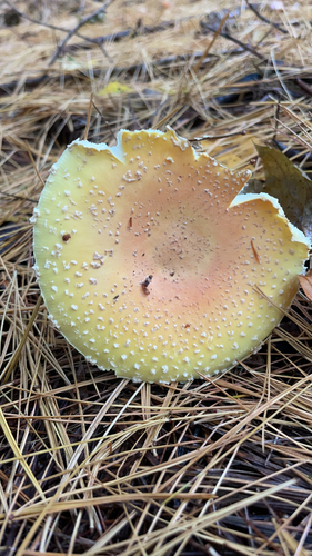 Fly Agaric