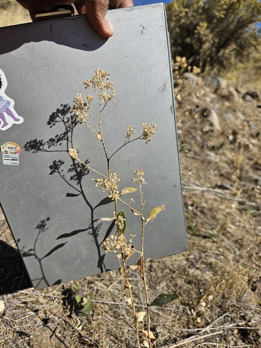 Lepidium latifolium, 2026-10-15