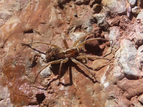 Radiated Wolf Spider