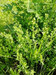 Galium