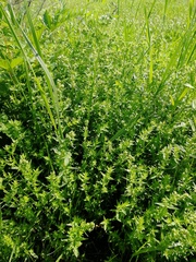 Galium