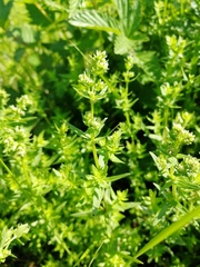 Galium