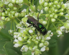 Hoplitis fulgida fulgida