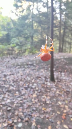 Marbled Orbweaver