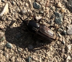 Sphenophorus brunnipennis
