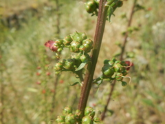 Scrophularia rubricaulis