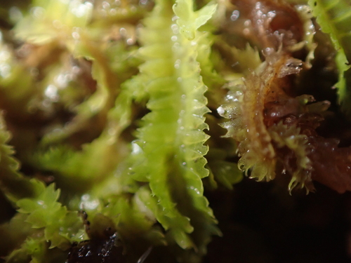 Geocalyx graveolens, 2026-10-15