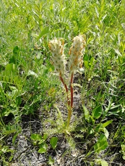 Pedicularis dasystachys