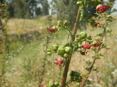 Scrophularia rubricaulis