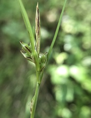 Carex globosa