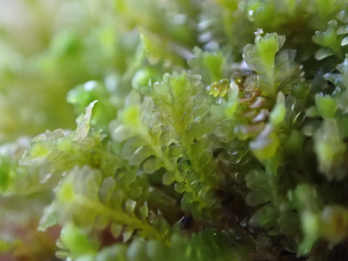 Diplophyllum taxifolium observed 2026-10-15