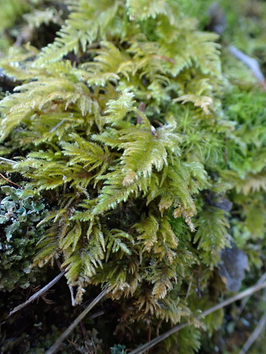 Kindbergia oregana observed 2026-10-15