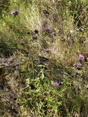 Monardella sheltonii