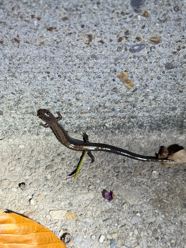 Eastern Red-backed Salamander