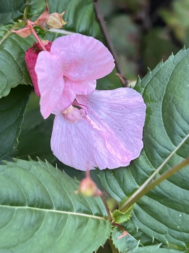 Himalayan balsam