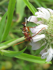 Strangalia virilis