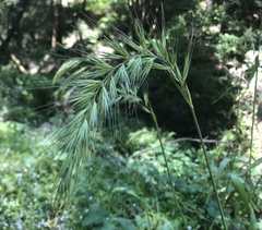 Elymus californicus