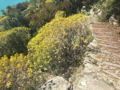 Euphorbia dendroides