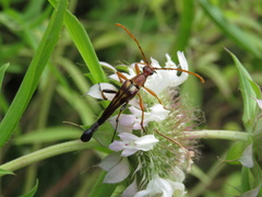 Strangalia virilis