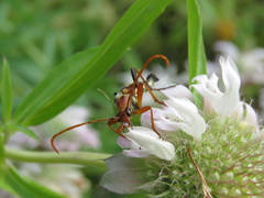 Strangalia virilis