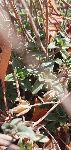 Ziziphora clinopodioides observed 2026-10-16