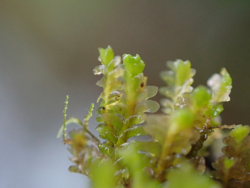 Diplophyllum taxifolium observed 2026-10-15