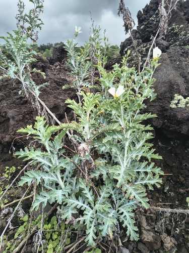 Argemone, 2026-10-10