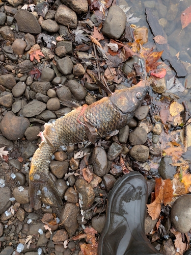 European Carp