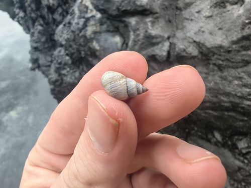 Littorina pintado observed 2026-10-10