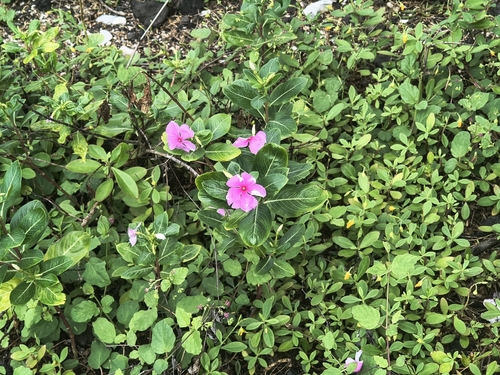 Catharanthus roseus observed 2026-10-10