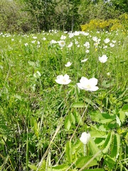 Anemonoides sylvestris
