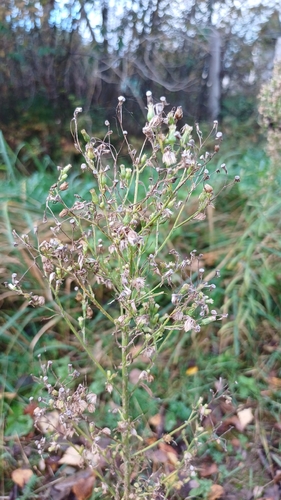 horseweed