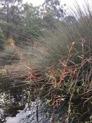 Ludwigia longifolia