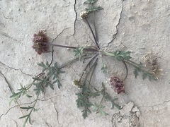 Cymopterus glomeratus