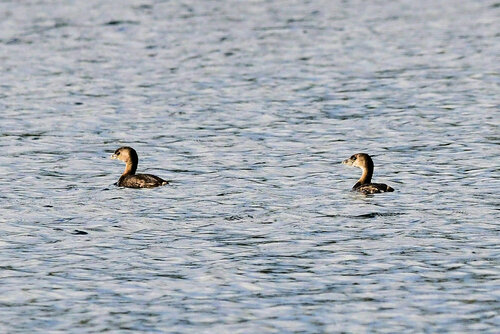 Pied-billed Grebe