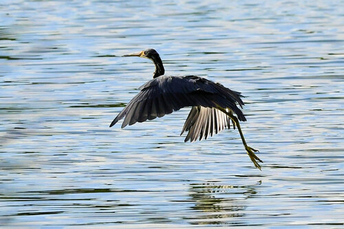 Tricolored Heron