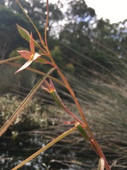 Ludwigia longifolia