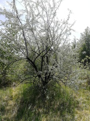 Elaeagnus angustifolia