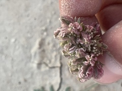 Cymopterus glomeratus