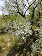 Elaeagnus angustifolia