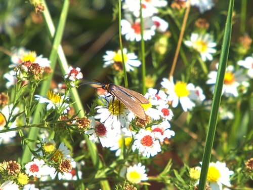 Yellow-collared Scape Moth
