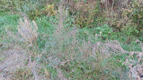common mugwort