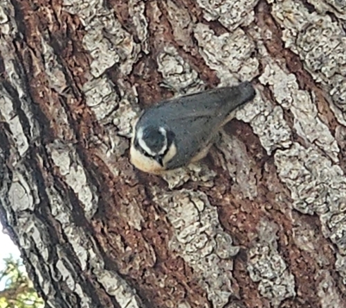 Red-breasted Nuthatch