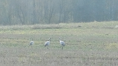 Common Crane