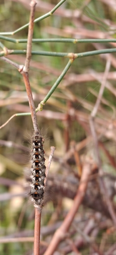 Knot Grass Moth