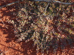 Euphorbia drummondii