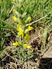 Sophoreae