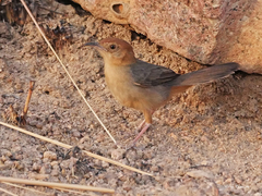 Cisticola aberrans